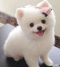 娱乐吃瓜酱小黄狗